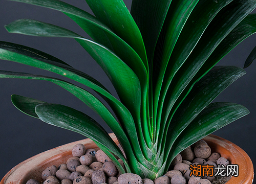 房子乔迁送什么鲜花好吉利