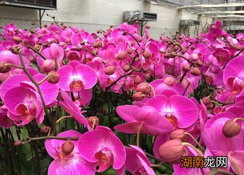 房子乔迁送什么鲜花好吉利