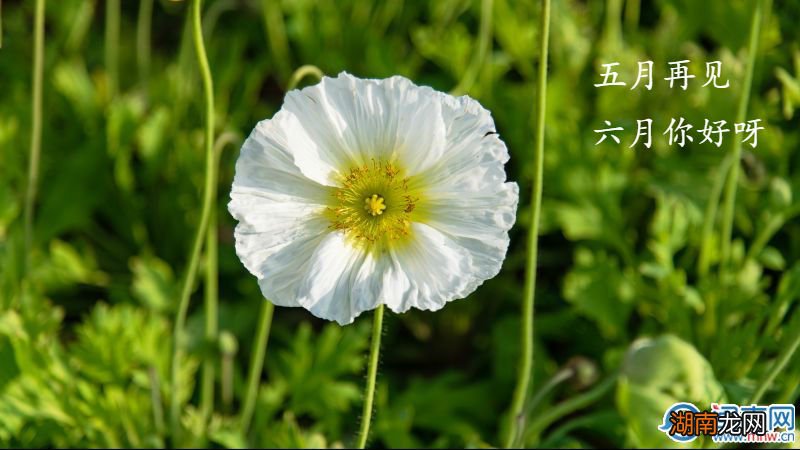 夜晚情感故事100例视频情感语录 夫妻 女性