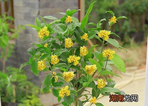 桂花嫁接的好还是原生的好