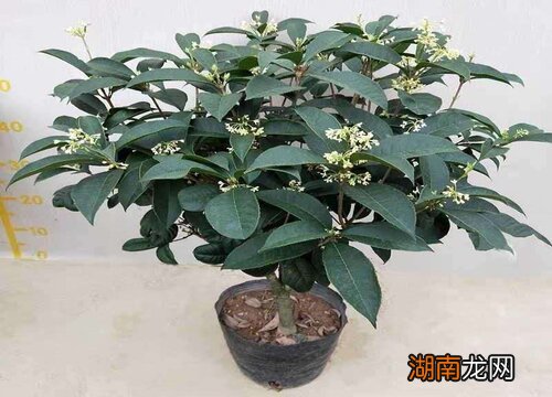 桂花嫁接的好还是原生的好