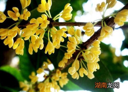 桂花嫁接的好还是原生的好