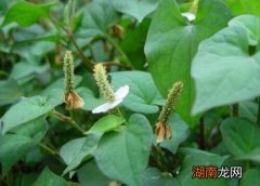 农村种植什么最赚钱好销不愁卖