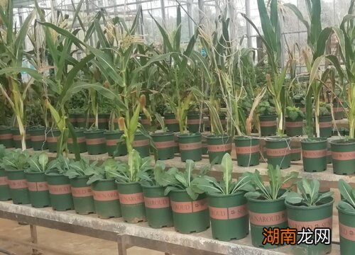 农村种植什么最赚钱好销不愁卖