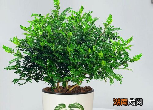 清香木没有根的养殖方法 无根须清香木老桩生根技巧