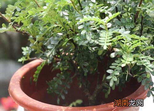 清香木没有根的养殖方法 无根须清香木老桩生根技巧