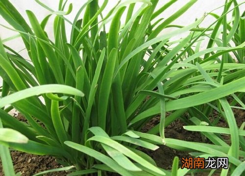 生长环境适宜一周左右发芽 韭菜种子几天发芽出土正常