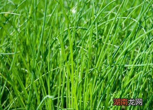 生长环境适宜一周左右发芽 韭菜种子几天发芽出土正常