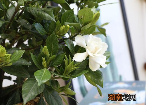 新手必看 栀子花怎么养护和注意事项