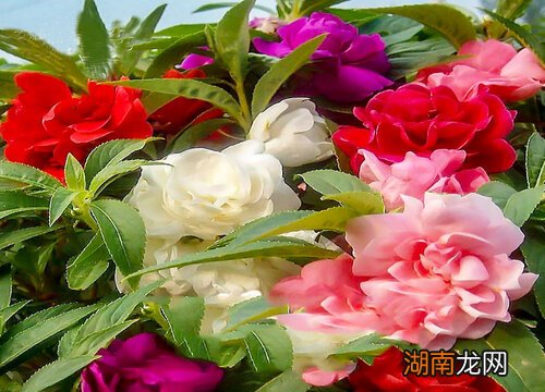 家里放假花为啥是大忌 家里不能摆放假花是真的吗