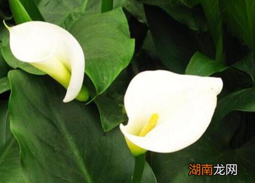 马蹄莲适宜摆放在家吗 马蹄莲摆放禁忌有哪些