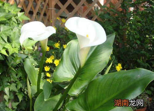 马蹄莲适宜摆放在家吗 马蹄莲摆放禁忌有哪些