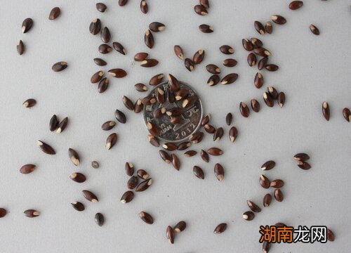 栀子花种子种植方法全过程