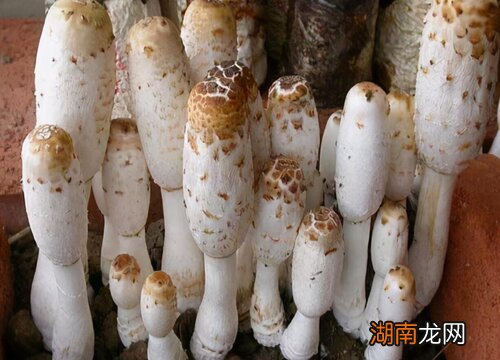 让我们看看鸡腿菇长在哪里 鸡腿菇长什么样子图片