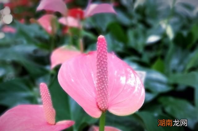 情感故事文章素材100字情感英语口语