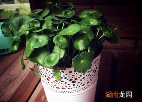 铜钱草怎么养比较茂盛叶片大