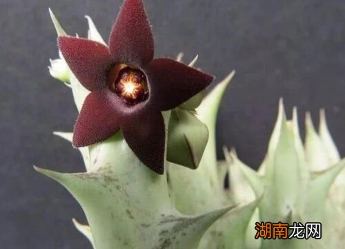 哪个品种的多肉最漂亮又好养