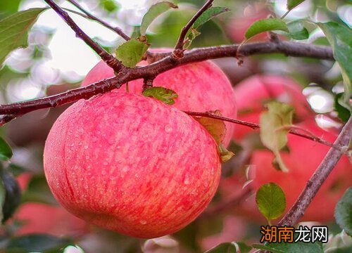 苹果套袋的作用是什么