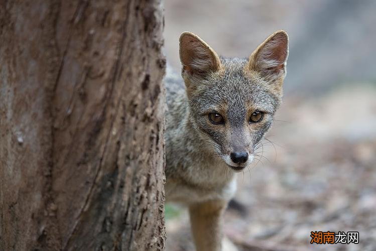 狐狸是国家保护动物吗几级的