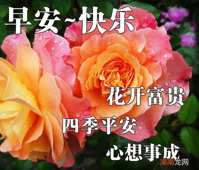 情感语录文案500字左右