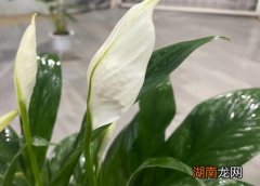 白掌叶子尖像烧焦了怎么解决