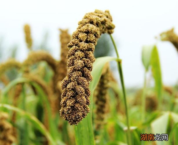 粟指的是谷子 春种一粒粟的粟是什么作物的意思