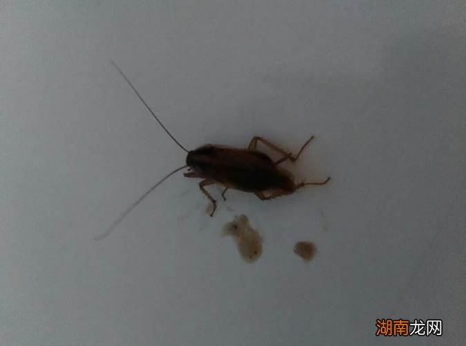 蟑螂冲进厕所里还会爬出来吗