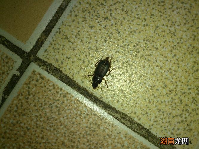 蟑螂冲进厕所里还会爬出来吗