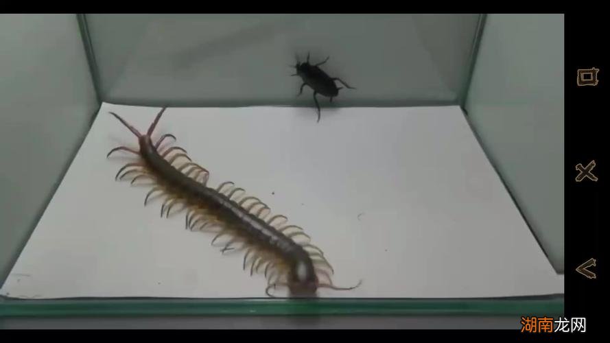 蜈蚣吃蟑螂吗