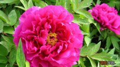 牡丹的别称和雅称是什么