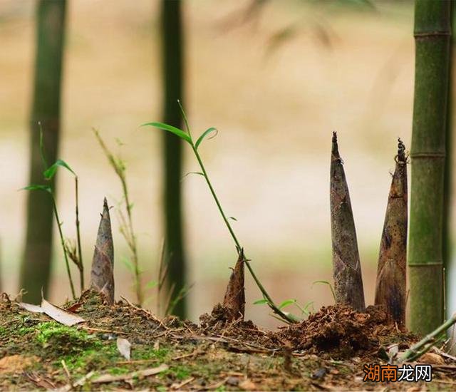 竹笋的种类图片及名称特点