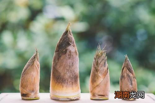 竹笋的种类图片及名称特点