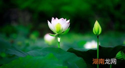 情感和感情的意思有什么区别情感故事范文