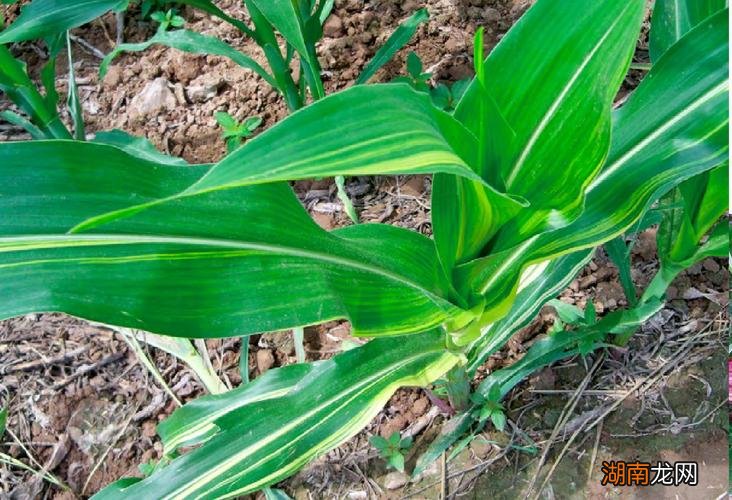 玉米尿素喷叶面肥的用量是多少？按多少的比例兑水？