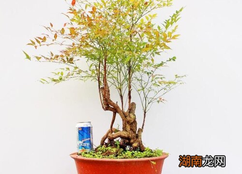 南天竹的习性特点 南天竹是竹子吗