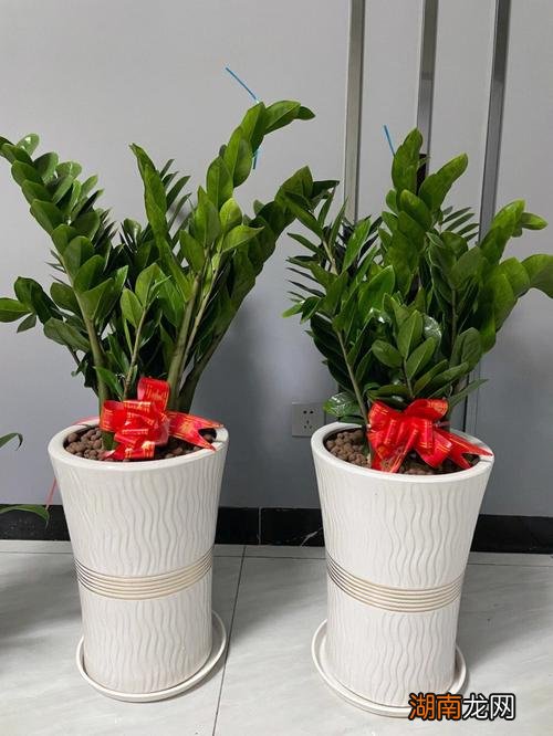 乔迁新居送什么花比较好盆栽