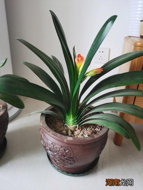 乔迁新居送什么花比较好盆栽