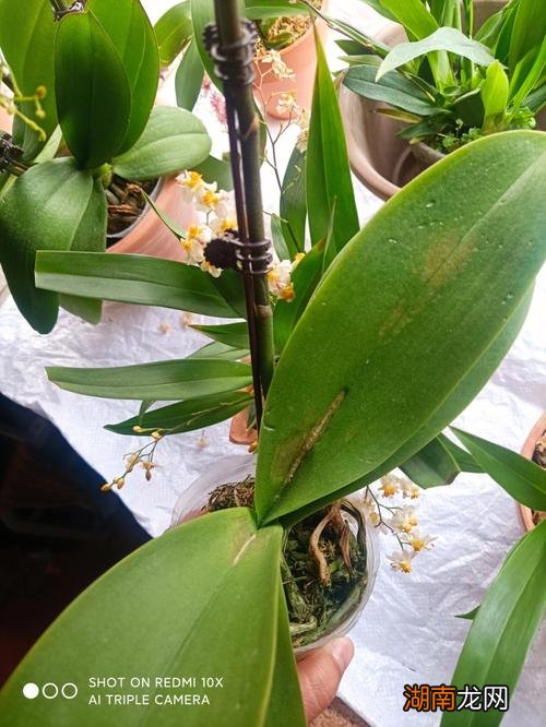 蝴蝶兰花瓣耷拉怎么补救 蝴蝶兰蔫了还能缓过来吗