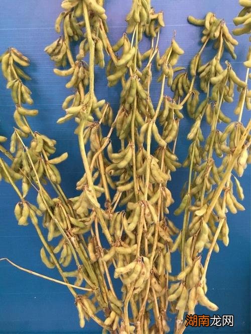 产量高的黄豆品种推荐 高产大豆种子排行