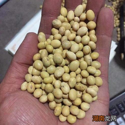 产量高的黄豆品种推荐 高产大豆种子排行