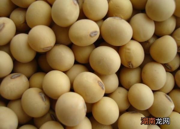 产量高的黄豆品种推荐 高产大豆种子排行