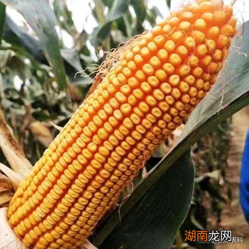 中农大788玉米品种特征特性介绍