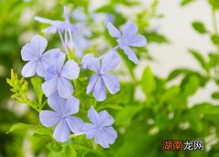 蓝雪花秋冬季节如何养护修剪方法