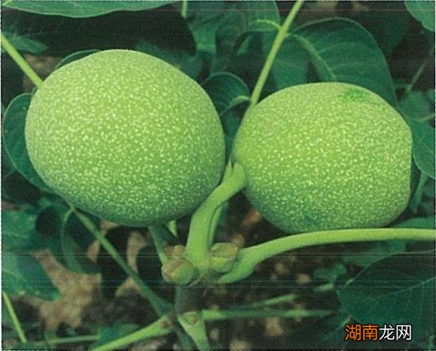 核桃哪个品种最好