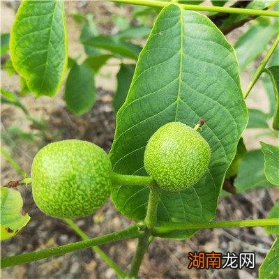 核桃哪个品种最好