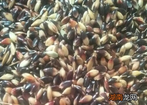 种子的种类有哪些图片和名称