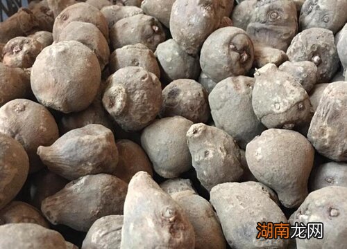 种子的种类有哪些图片和名称