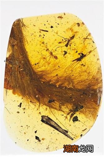 琥珀的形成过程是什么