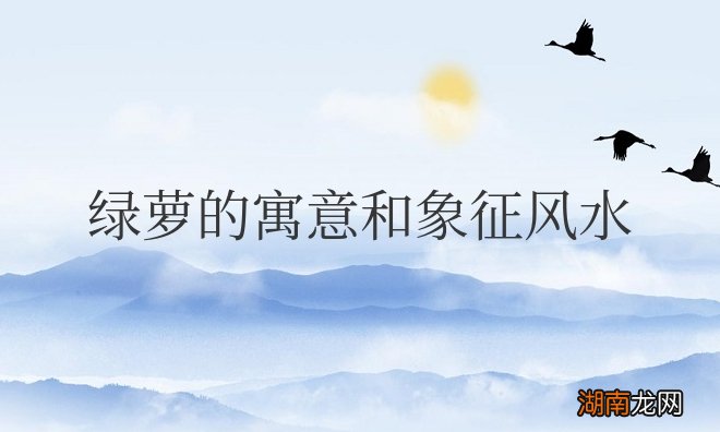 绿萝的寓意和象征风水禁忌