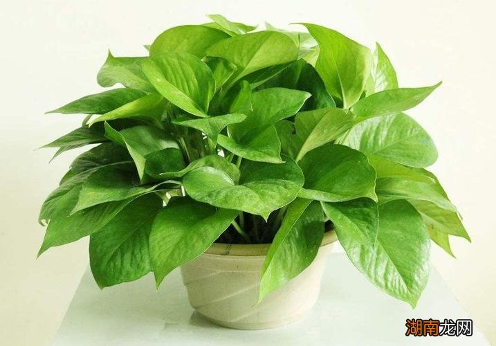 绿萝的寓意和象征风水禁忌